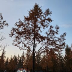 처음 드라이브 스루